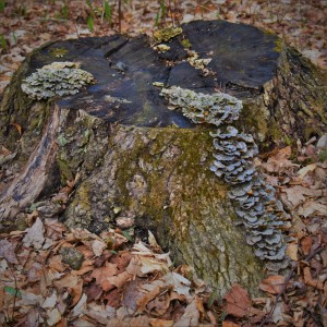 Tree stump